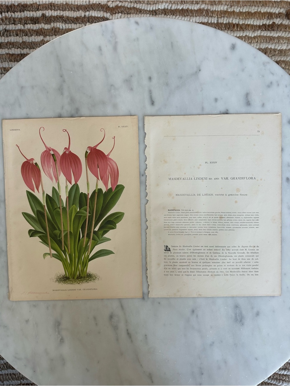 1885 Lindenia: Iconographie des Orchidées Natural History Chromolithograph